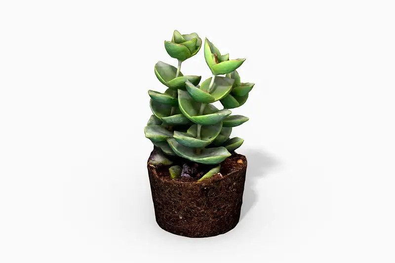 Crassula Moonglow Plant - Photoscanned PBR Asset Thumbnail