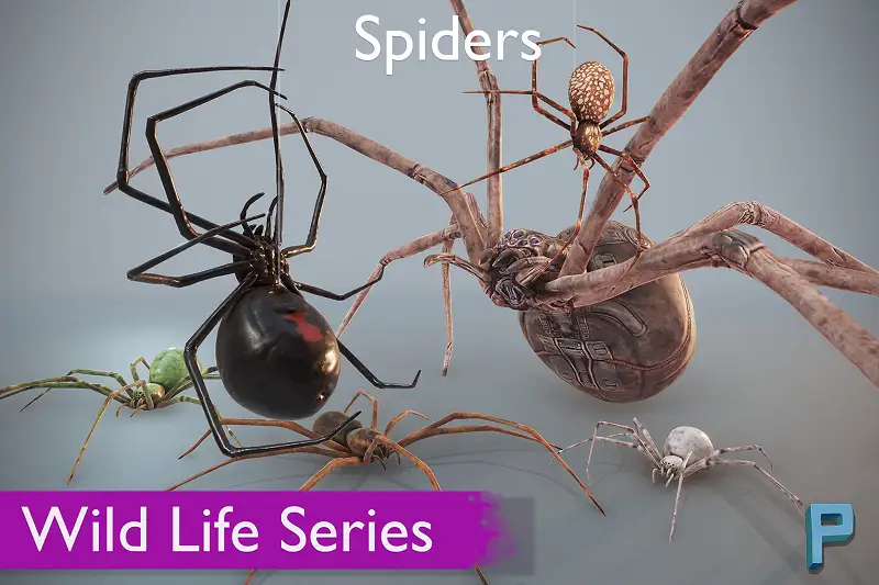 Wild Life - Spiders Asset Thumbnail