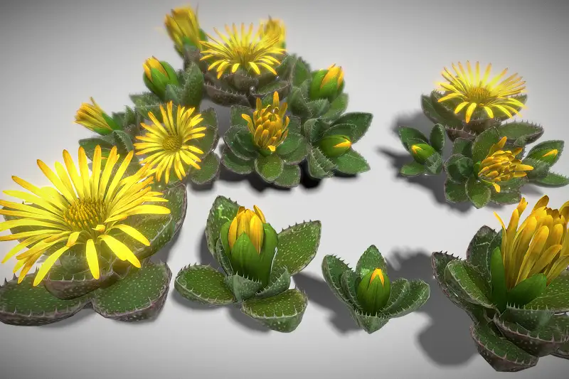 Flower Faucaria Tigrina Asset Thumbnail