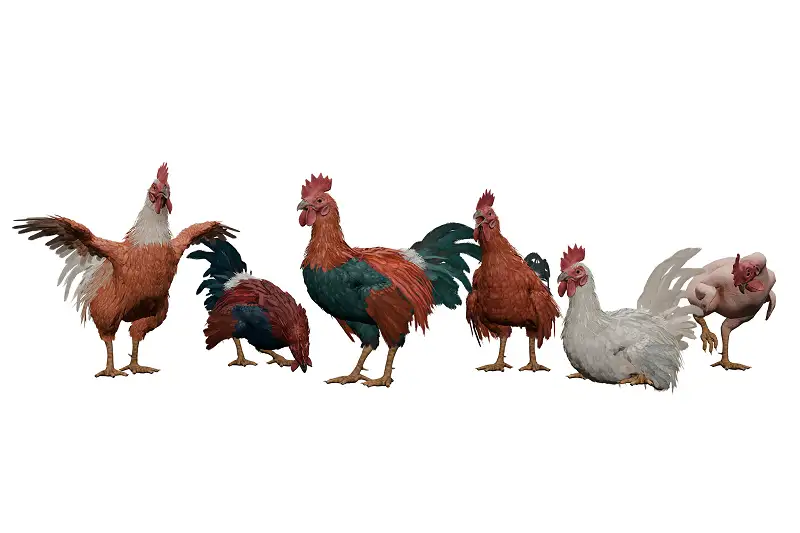 Realistic Rooster Model with 54 Animations Asset Thumbnail