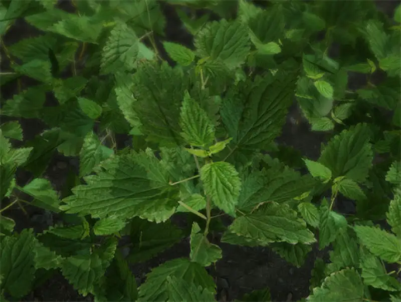 PBR stinging nettle Asset Thumbnail
