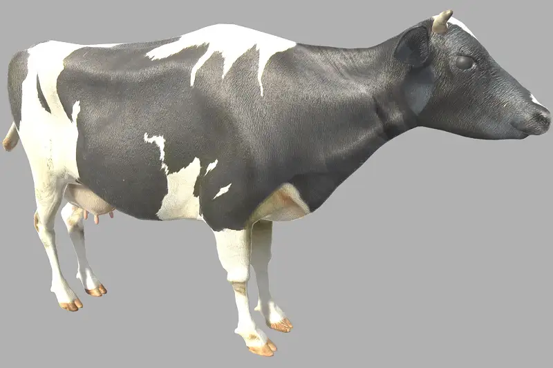 Cattle 3D Model and Animations Asset Thumbnail