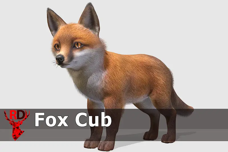 Realistic Fox Cub Model Asset Thumbnail