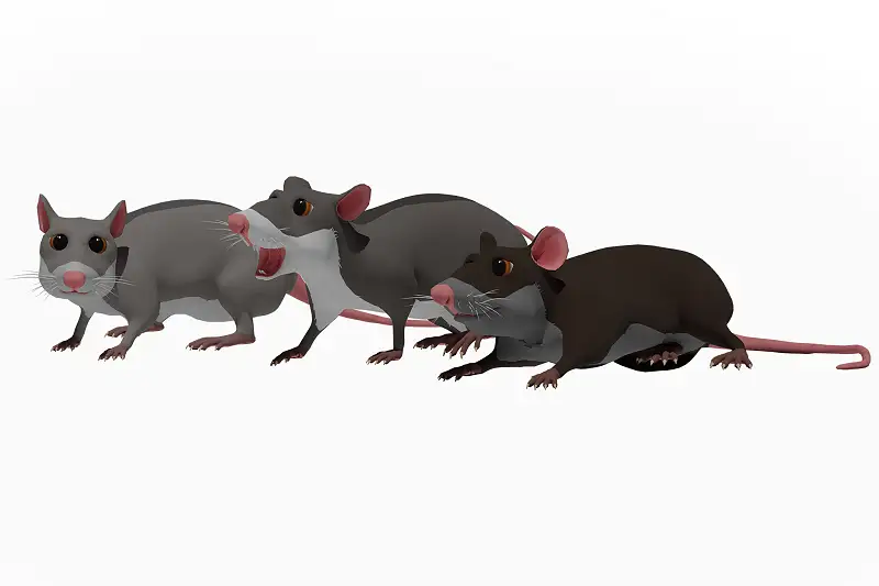 Cartoon Rat Asset Thumbnail