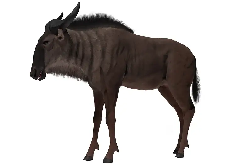 Realistic Wildebeest 3D Model Asset Thumbnail