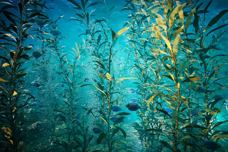 Ocean Plants for Unity Asset Thumbnail