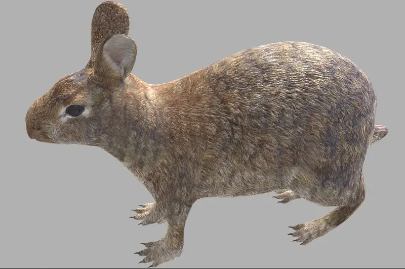 Brown Rabbit 3D Model and Animation Asset Thumbnail