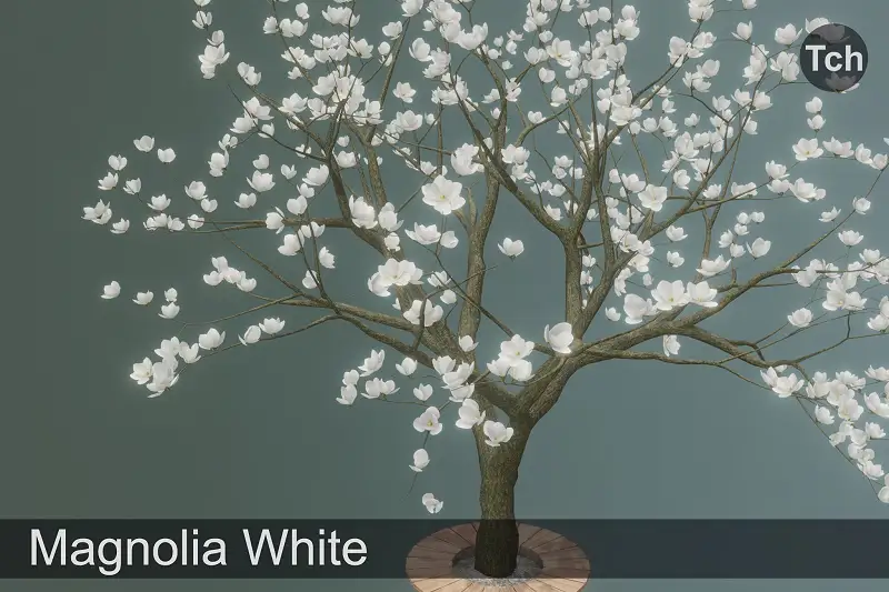 White Magnolia Tree 3D Model Asset Thumbnail