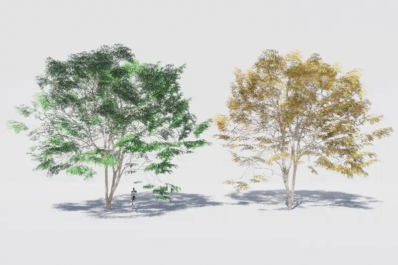 Japanese zelkova - Keyaki Asset Thumbnail