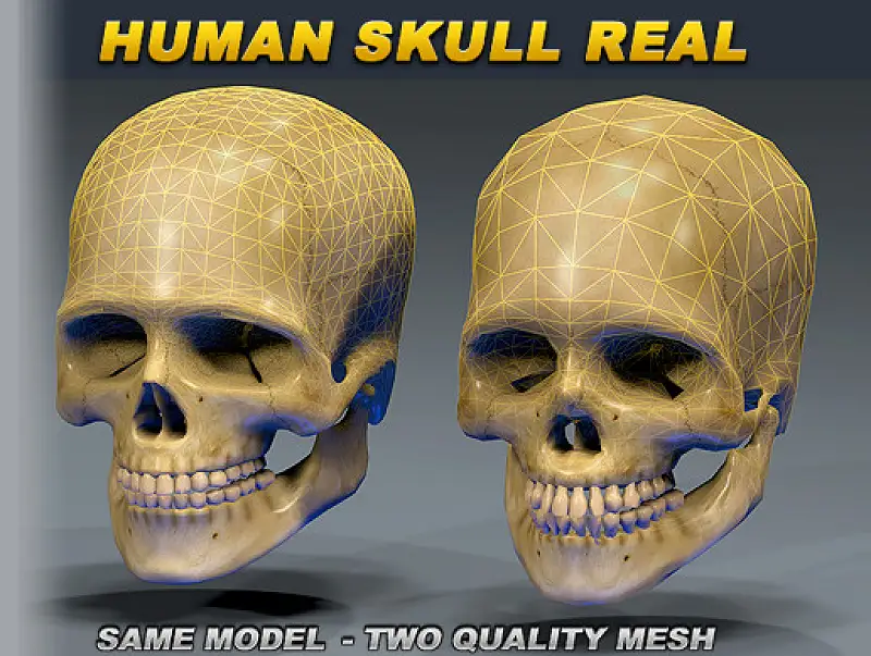 Skull Human Real Asset Image