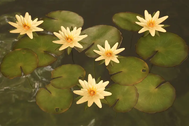 Water Lilies Asset Thumbnail