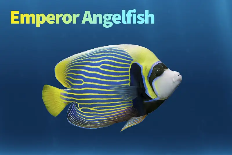Realistic Emperor Angelfish 3D Model Asset Thumbnail