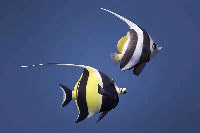 Moorish and Bannerfish Asset Thumbnail
