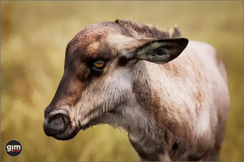 Young Blue Wildebeest 3D Model Asset Thumbnail