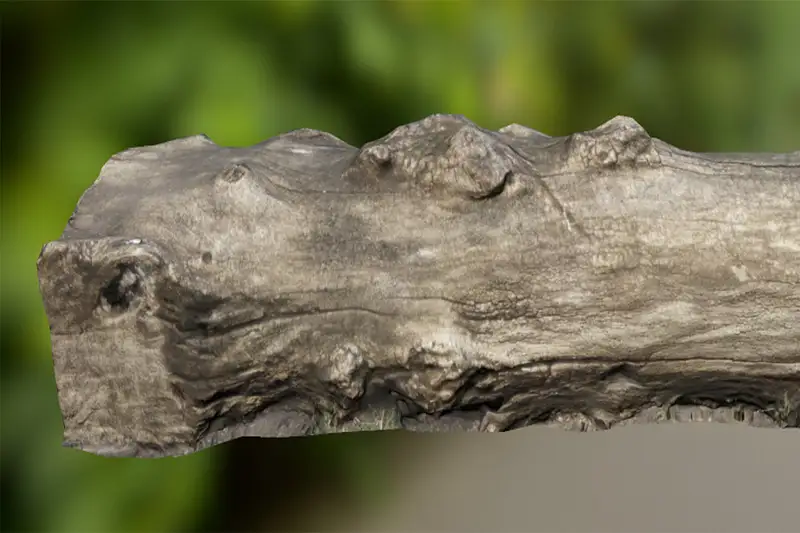 5 Stumps Asset Thumbnail
