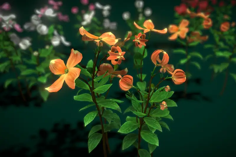 Flower Cornus Florida Asset Thumbnail