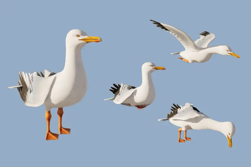 Bird Animation Pack - Seagull Asset Thumbnail