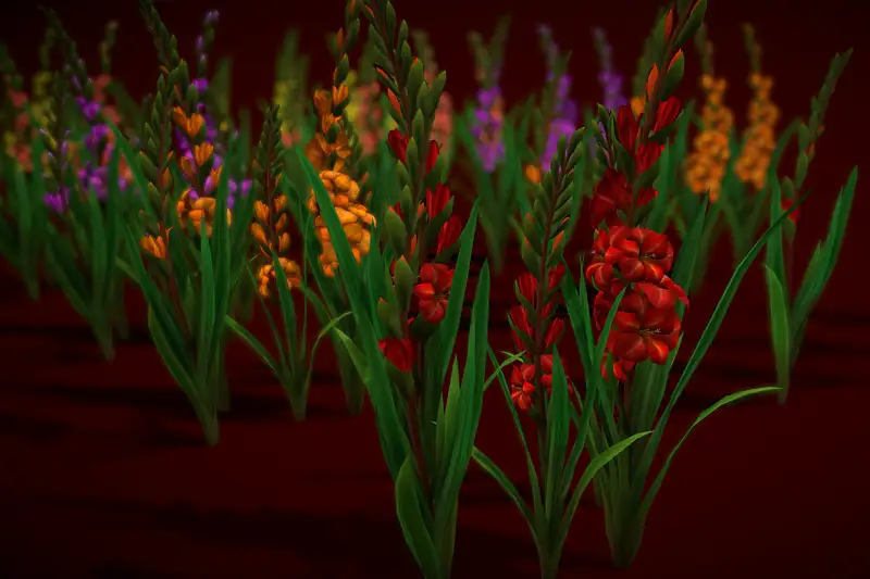 Flower Gladiolus Asset Thumbnail