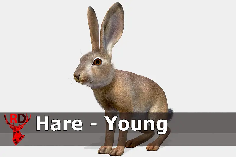 Realistic Young Hare Model Asset Thumbnail