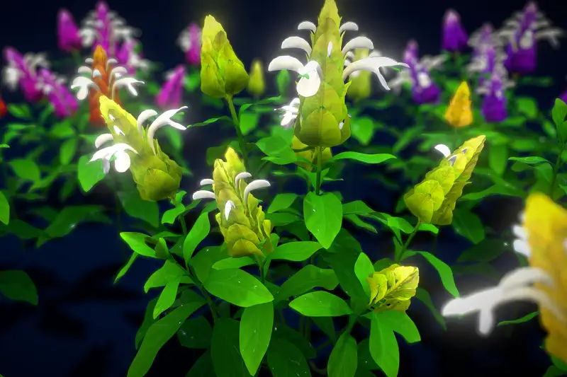 Flower Pachystachys Lutea Asset Thumbnail