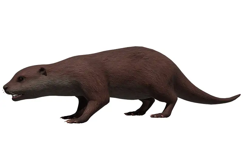 Realistic River Otter 3D Model Asset Thumbnail