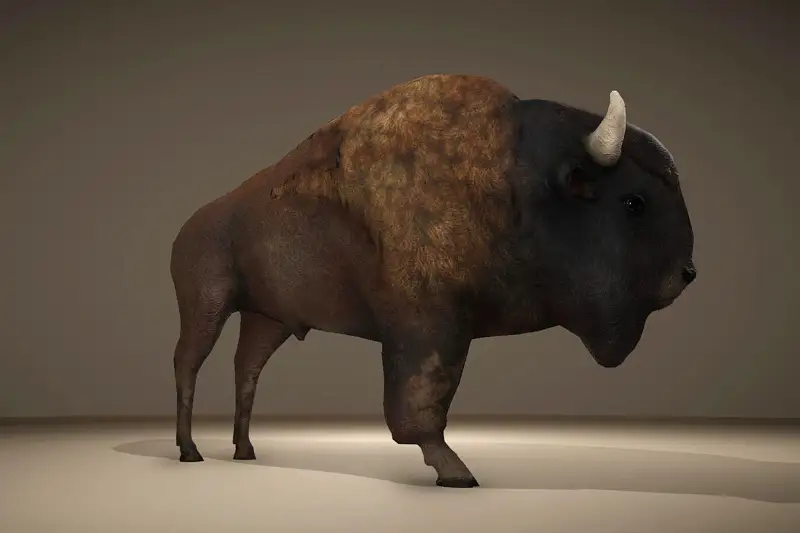 Realistic American Bison 3D Model Asset Thumbnail