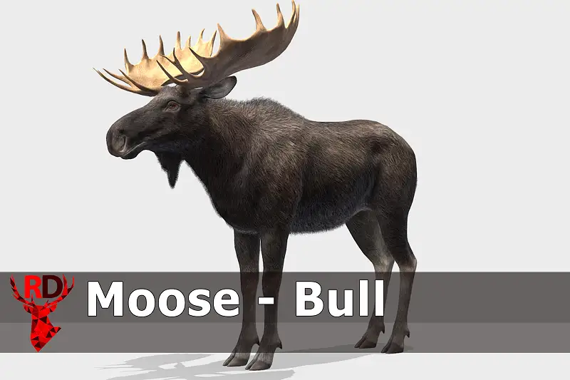 Realistic Moose Bull Model Asset Thumbnail
