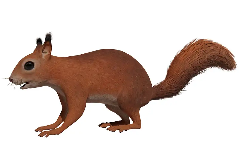 Realistic Squirrel Model with 80 Animations Asset Thumbnail