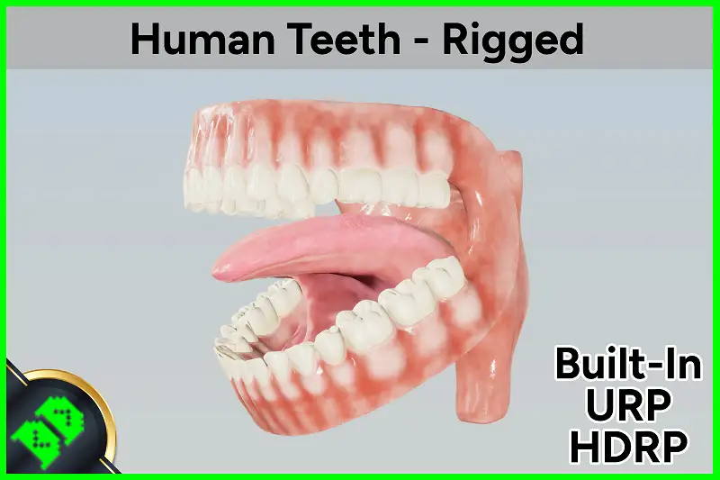 Human Teeth 3D Model - Low Poly Asset Thumbnail