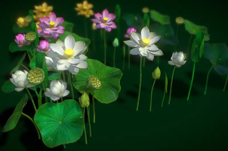 Flower Nelumbo Nucifera Asset Thumbnail