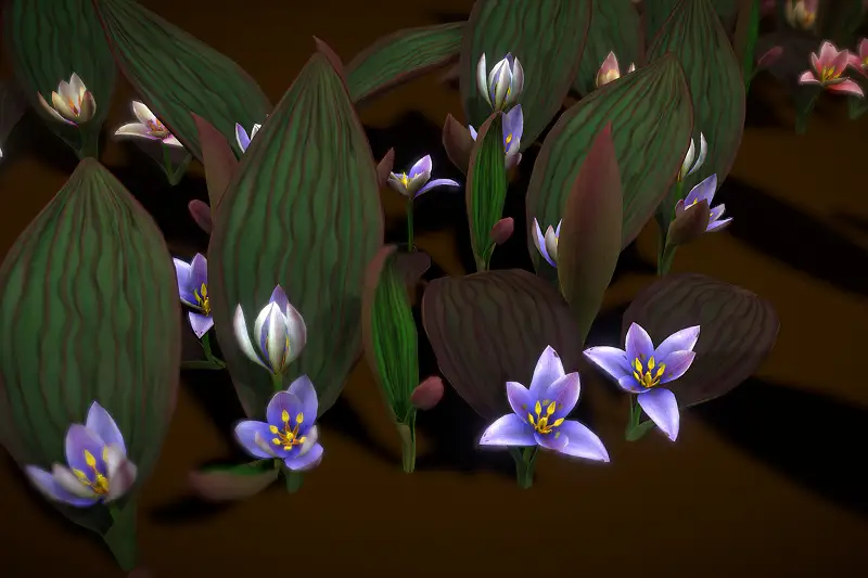 Flower Tulipa Regelii Asset Thumbnail