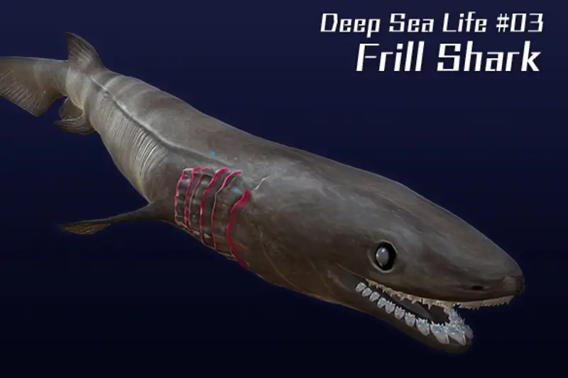 Frill Shark 3D Model Asset Thumbnail