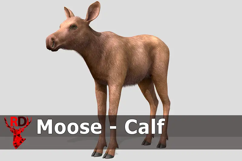 Realistic MOOSE CALF Model Asset Thumbnail