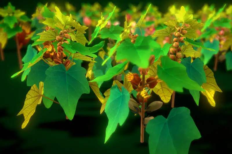 Flower Chrianthodendron Pentadactylon Asset Thumbnail