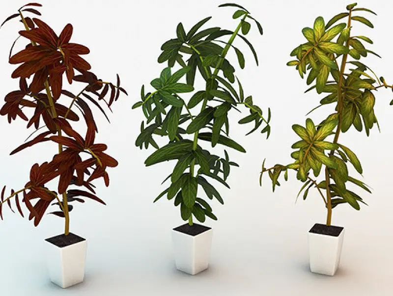Realistic HQ plant 01 Asset Thumbnail