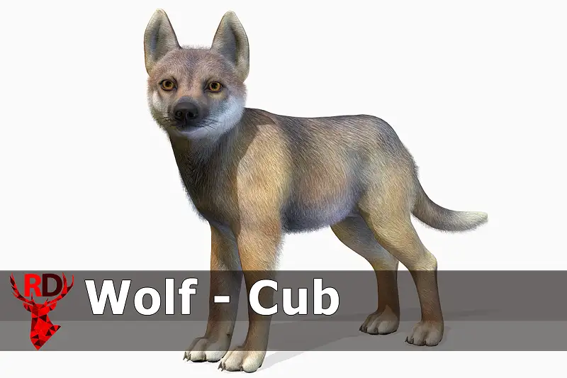 Realistic Wolf Cub Model with 90+ Animations Asset Thumbnail