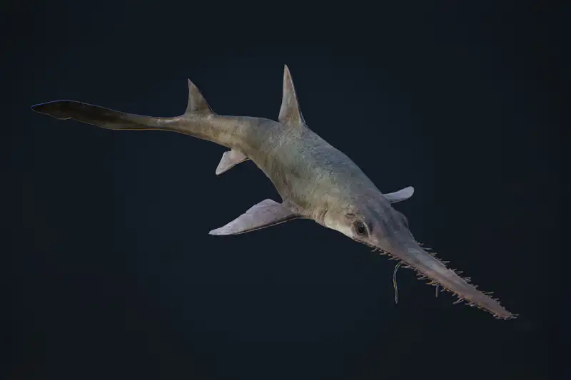 Saw Shark Asset Thumbnail