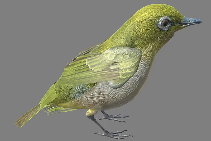 White-eye 3D Model and Animations Asset Thumbnail