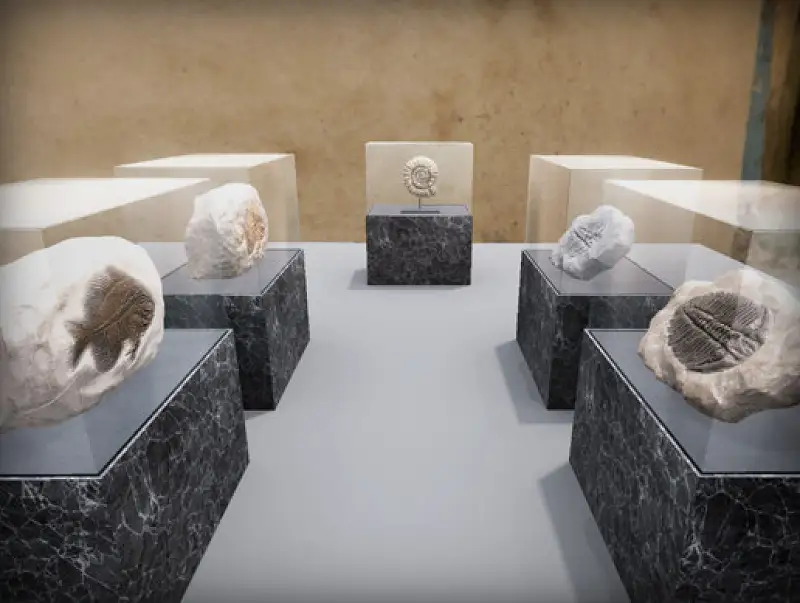 Fossils Pack Asset Image