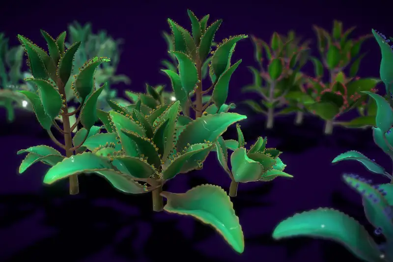 Flower Kalanchoe Laetivirens Asset Thumbnail