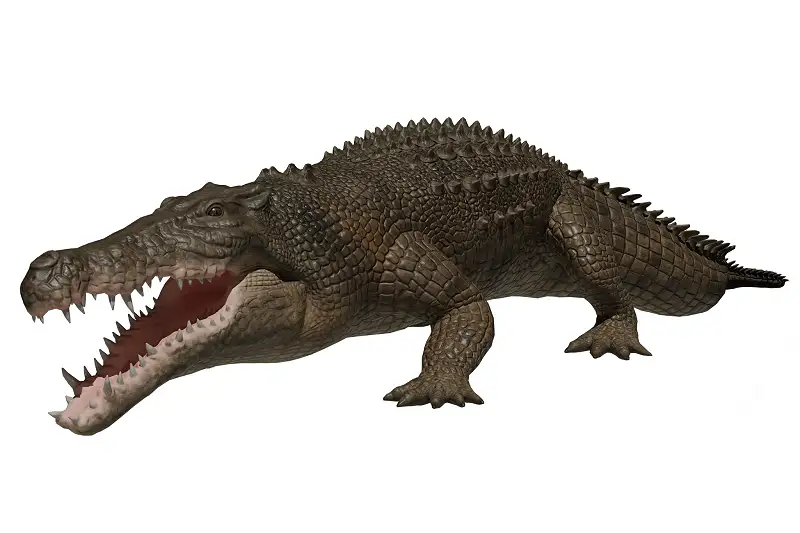 Saltwater Crocodile (animated) Asset Thumbnail