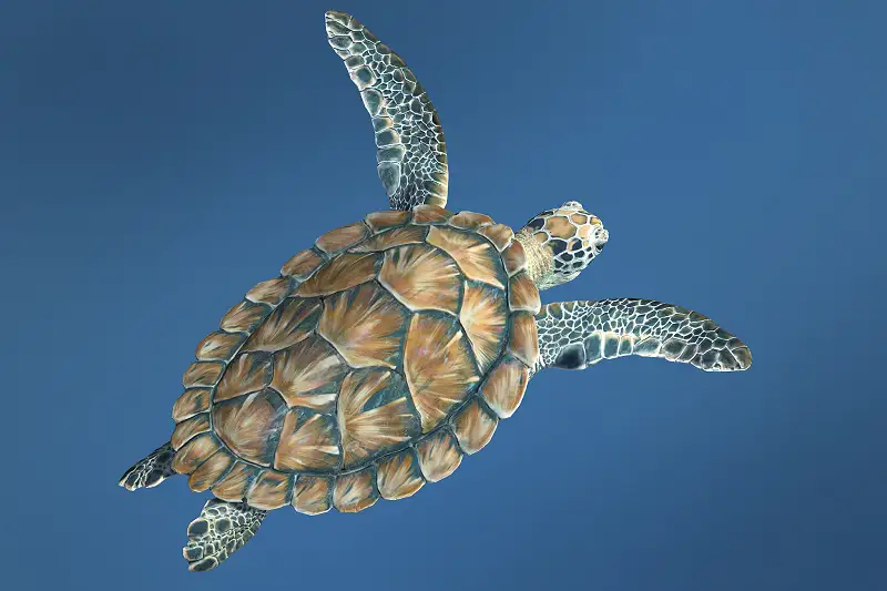 Sea Green Turtle 3D Model Asset Thumbnail