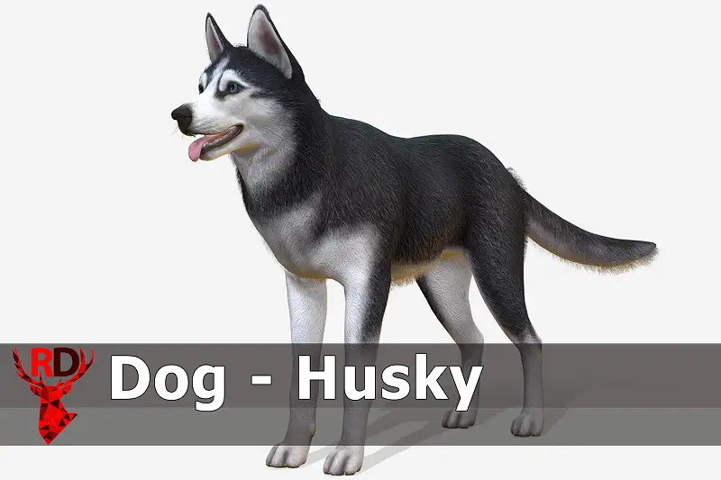 Realistic Siberian Husky Model Asset Thumbnail