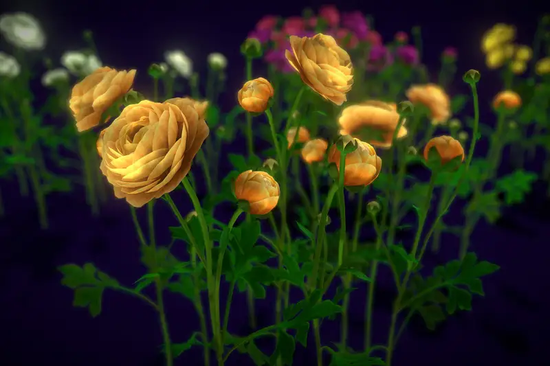 Flower Ranunculus Asset Thumbnail