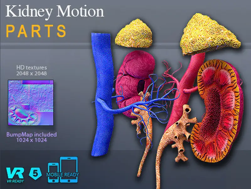 Kidney Motion Parts Dissection Asset Image