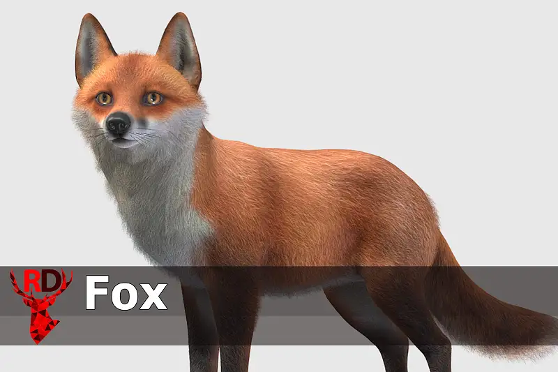 Realistic Fox Model with 90+ Animations Asset Thumbnail