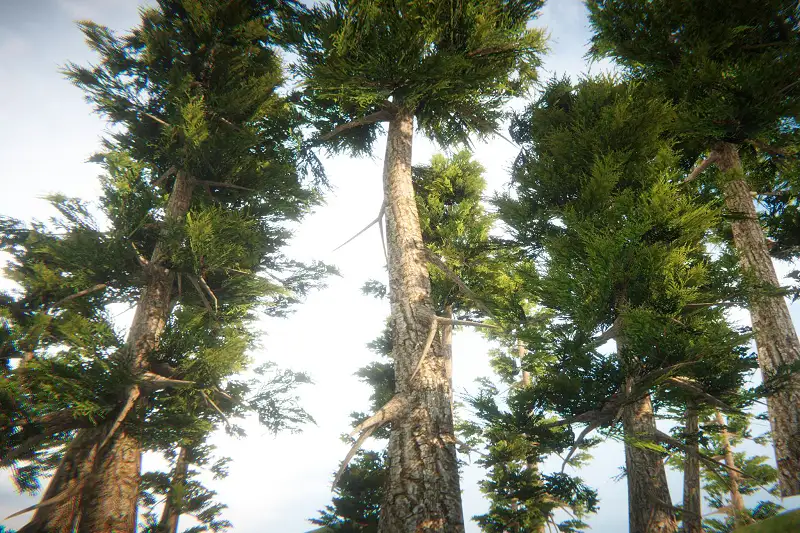 Realistic Pine Tree Pack for Unity Asset Thumbnail