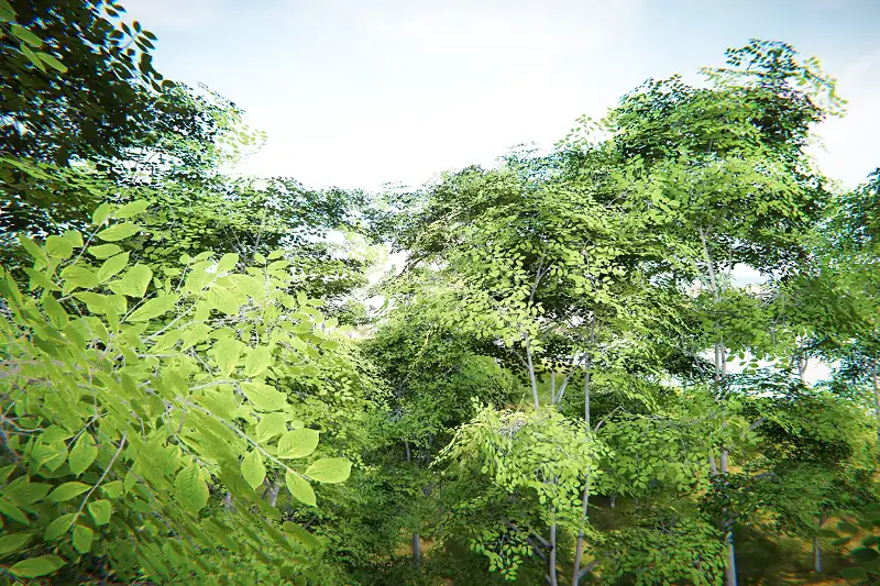 URP European Tree (Mobile) Package Asset Thumbnail