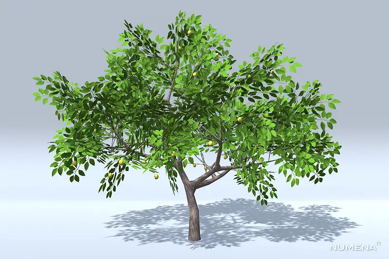 Lemon Trees Asset Thumbnail