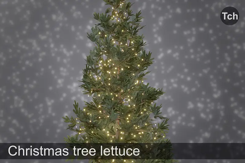 Christmas Tree Lettuce 3D Model Asset Thumbnail
